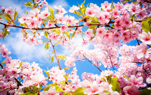 Spring 2018